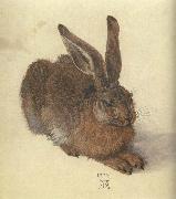 Albrecht Durer A Young Hare Sweden oil painting reproduction